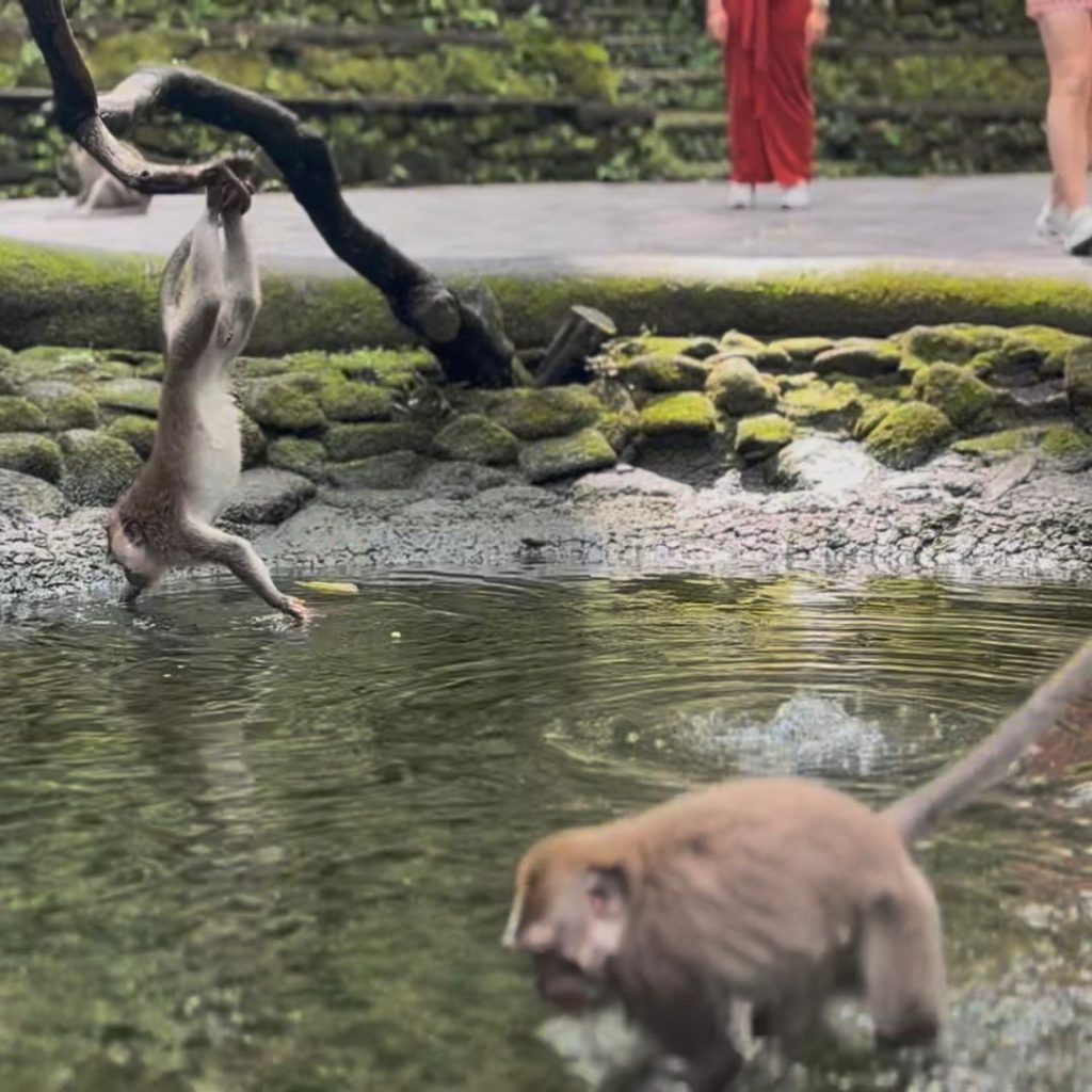Monkey Forest Ubud