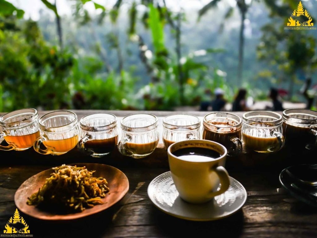 Kopi Luwak Taster, Coffee Luwak Plantation, kopi luwak