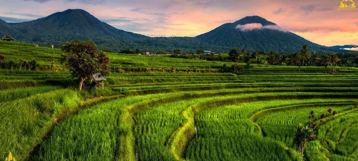 Jatiluwih Rice Terrace