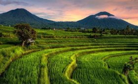 Jatiluwih Rice Terrace