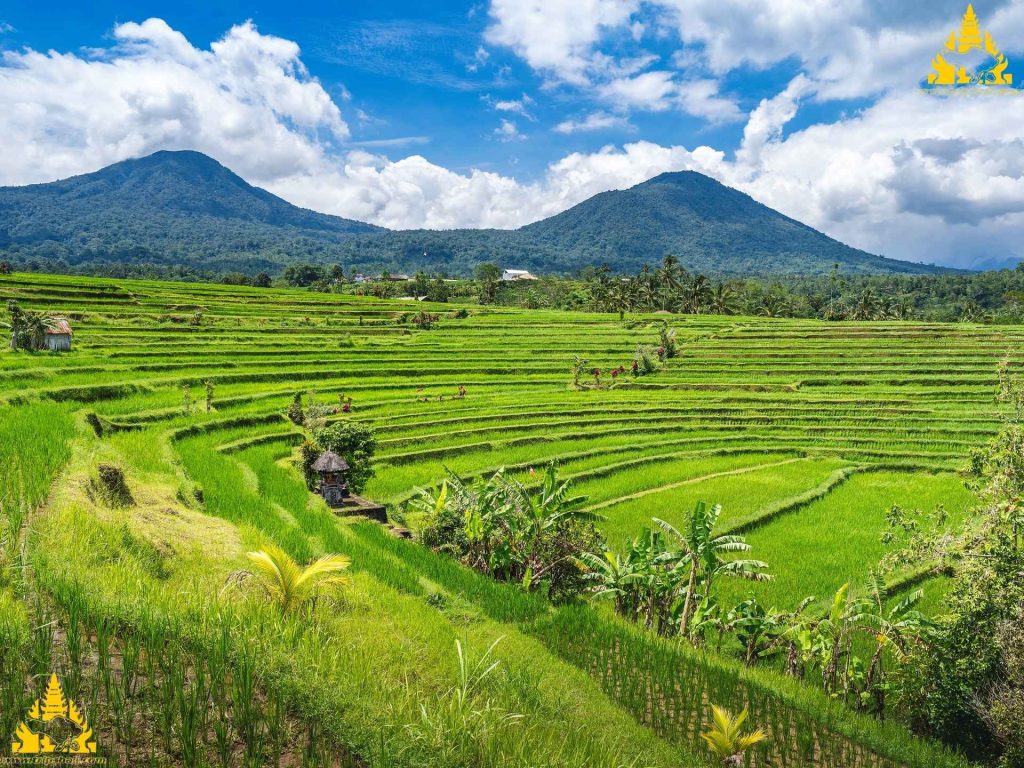 Bali Jatiluwih Tour