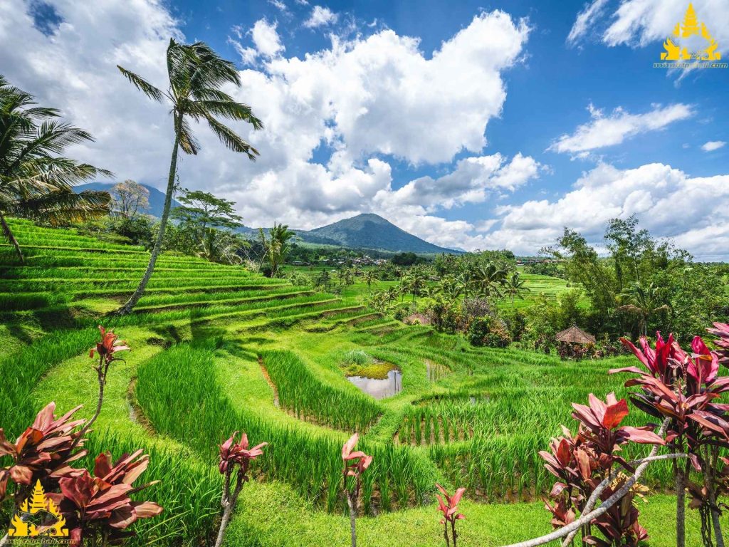 Bali Jatiluwih Tour - Trips Bali
