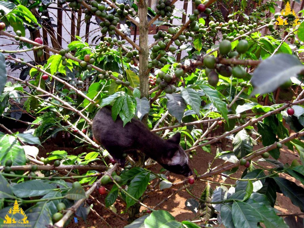 Luwak Coffee Plantation, kopi luwak, coffee plantation