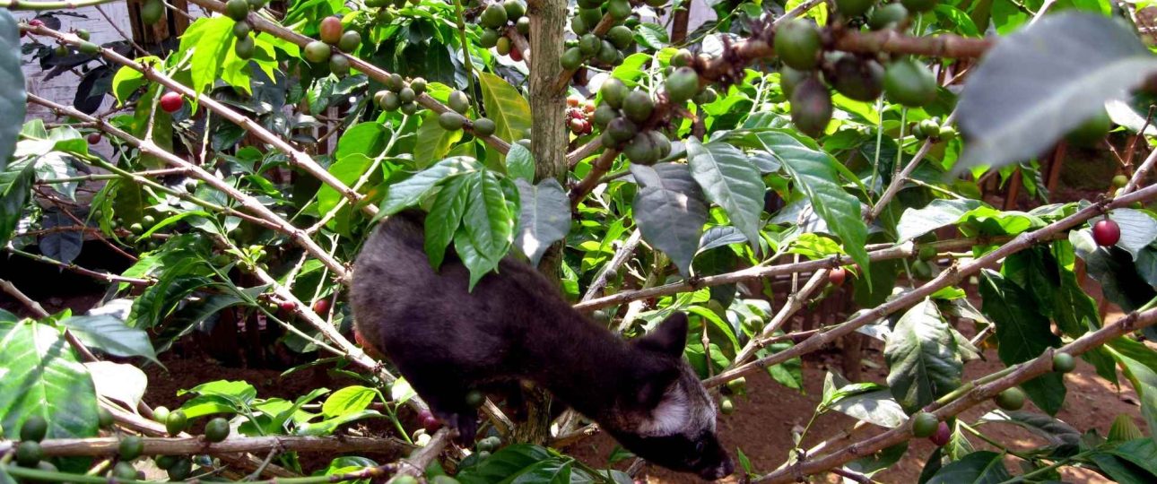 Luwak Coffee Plantation, kop[i luwak, coffee plantation