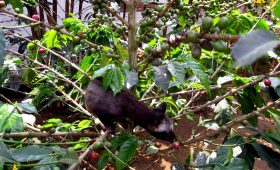 Luwak Coffee Plantation, kop[i luwak, coffee plantation