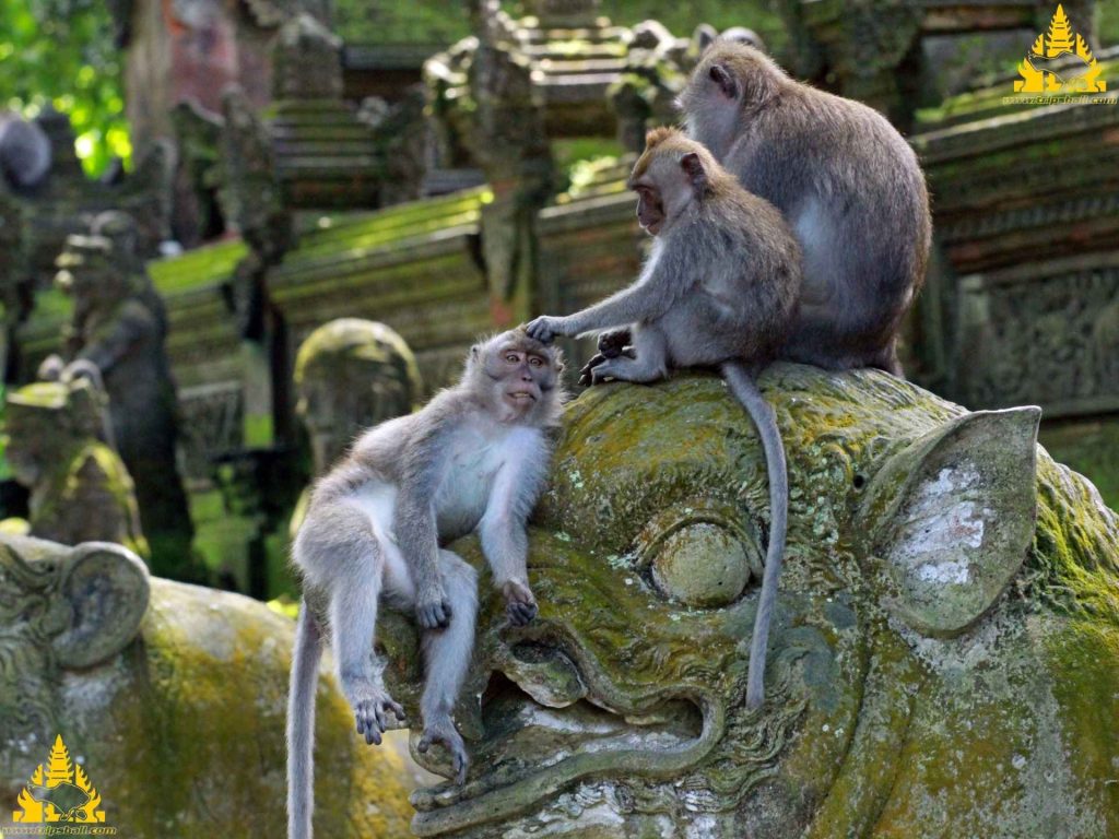Bali Ubud Tour - Trips Bali