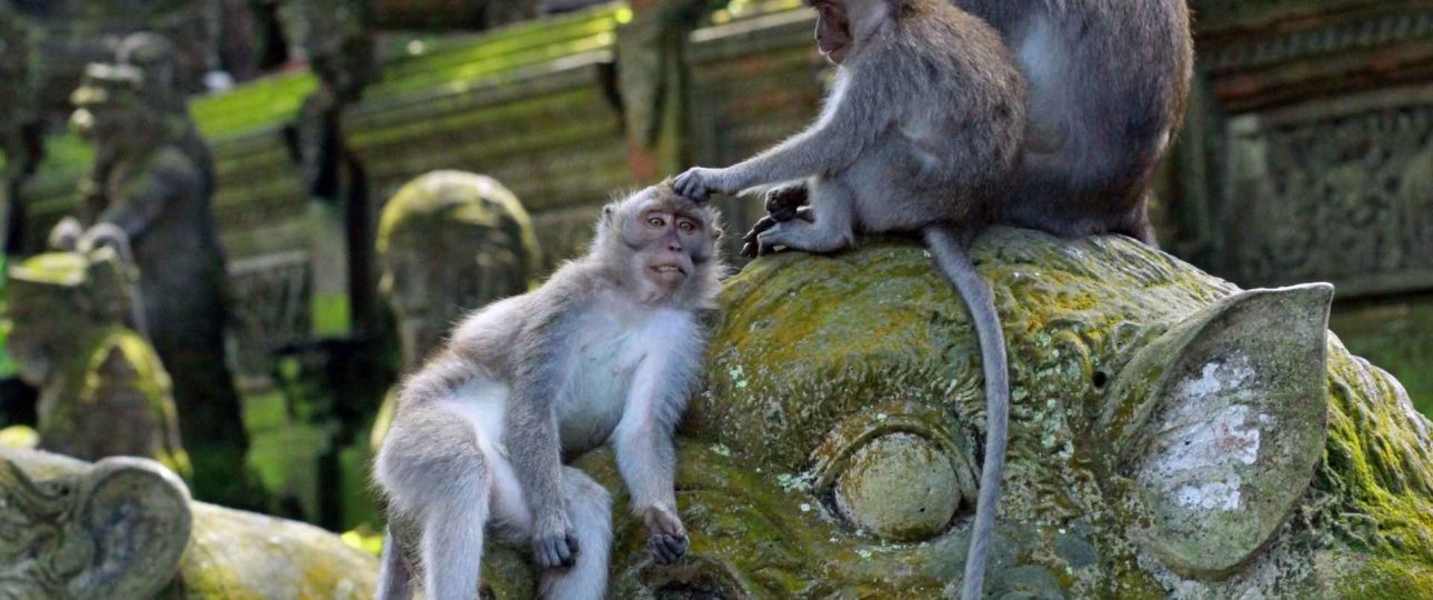 Monkey Forest Ubud