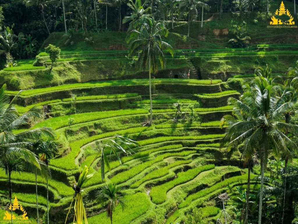 Bali Ubud Tour - Trips Bali