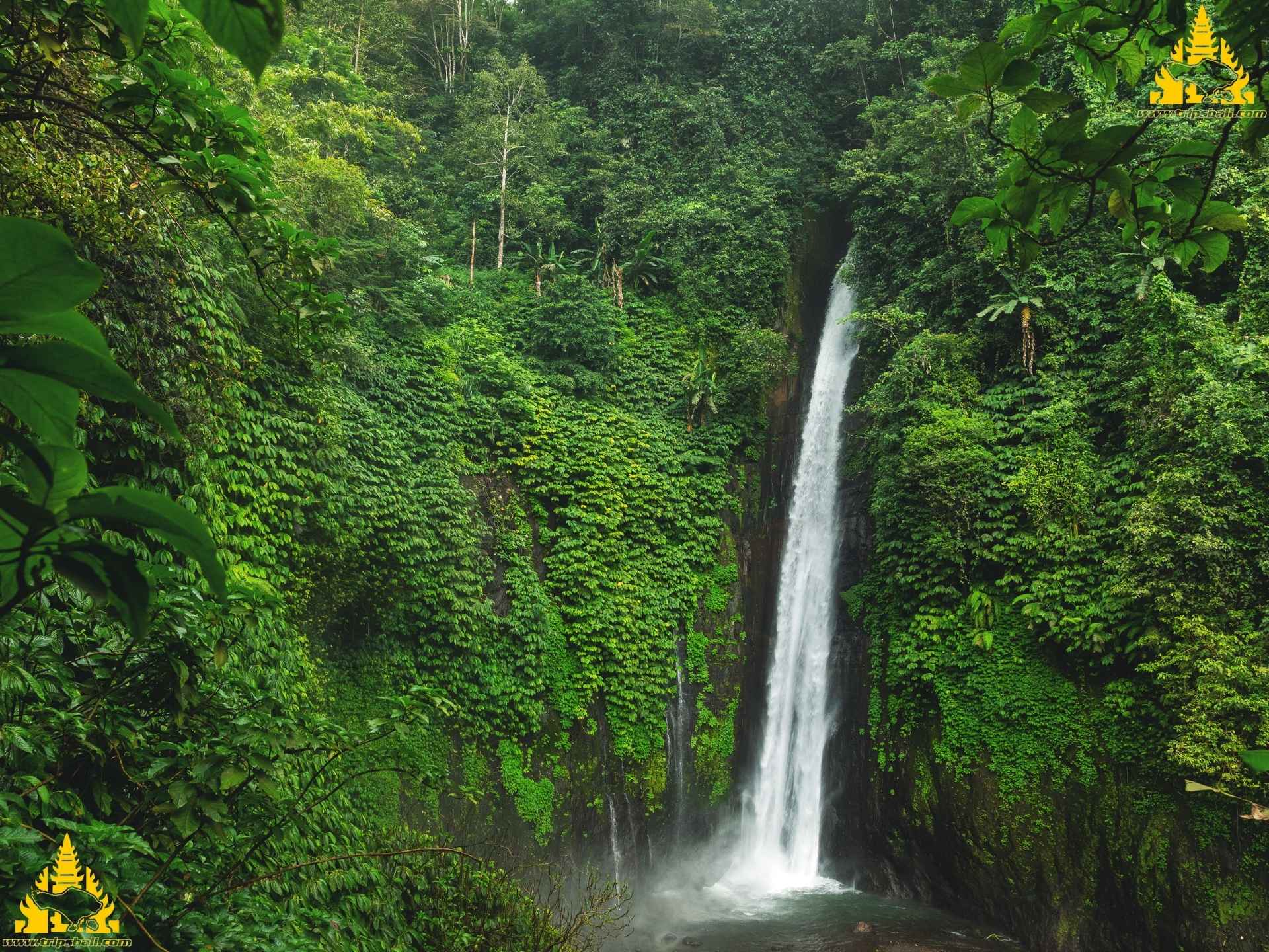 Bali Sekumpul Waterfall Tour